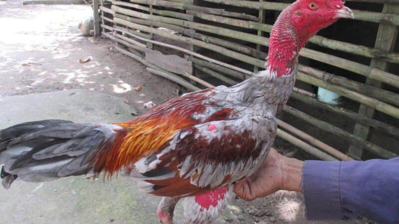 Hướng dẫn cách tập lực cho gà chọi siêu khỏe