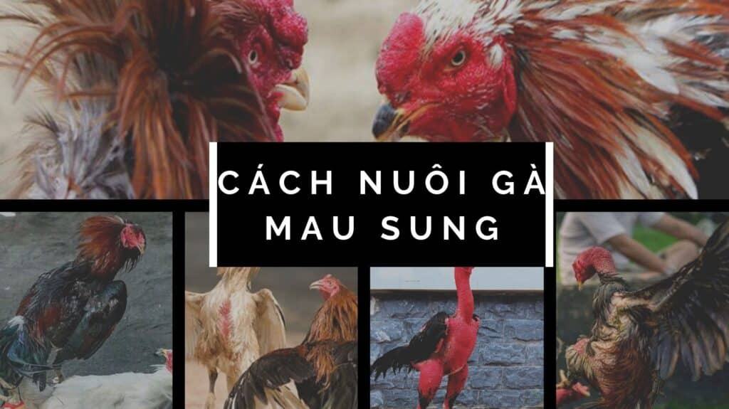 Cách nuôi gà đá sung có dễ thực hiện như lời đồn?