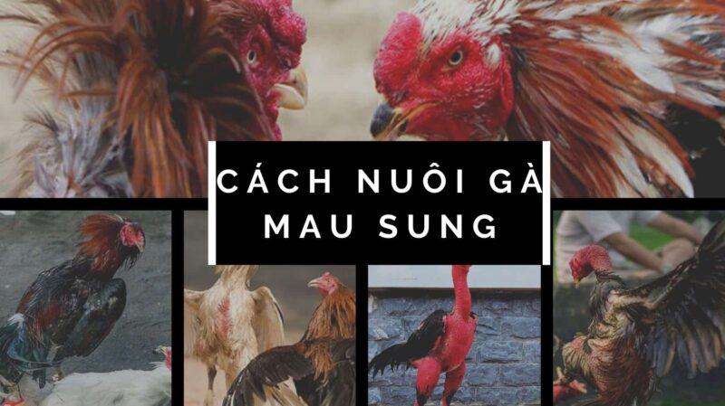 Cách nuôi gà đá sung có dễ thực hiện như lời đồn?
