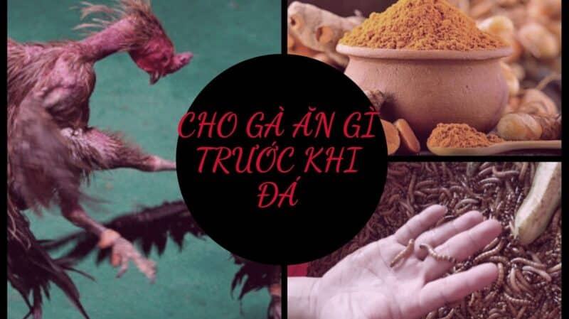 Chế độ ăn của gà chọi trước khi đá như thế nào?