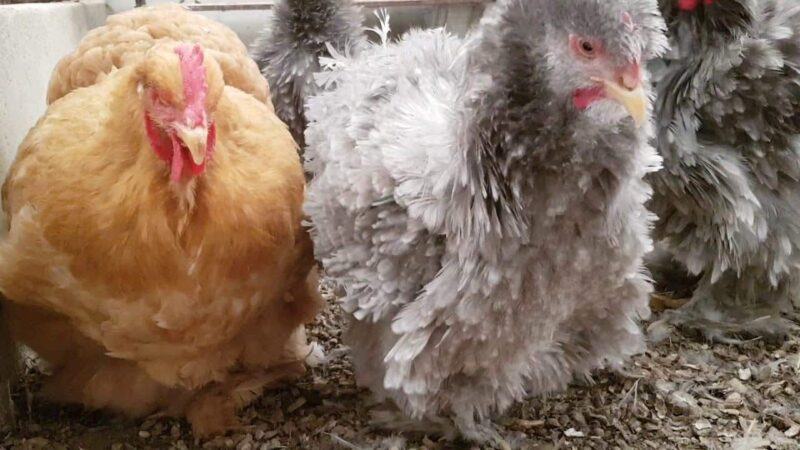 Gà chướng diều nên điều trị ra sao?