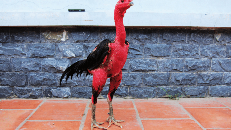 Dọn dẹp áo giáp cho gà đến tận vùng phao câu