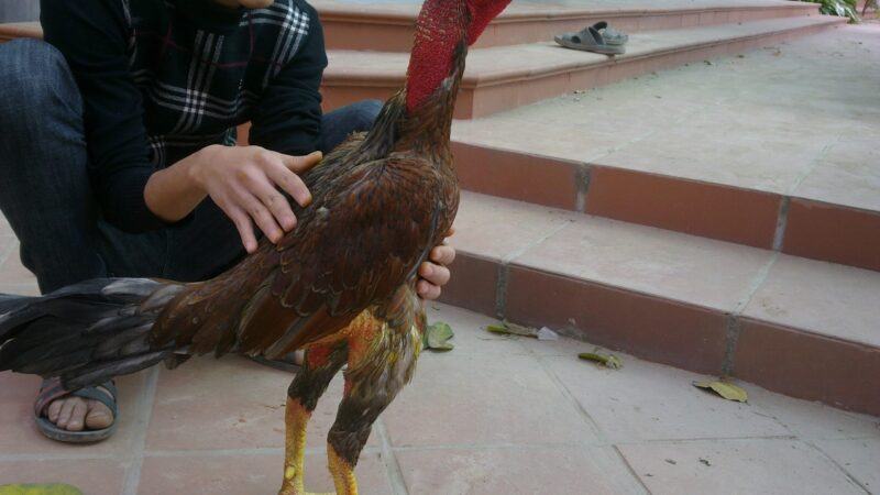 Giai đoạn kỳ vần và om bóp