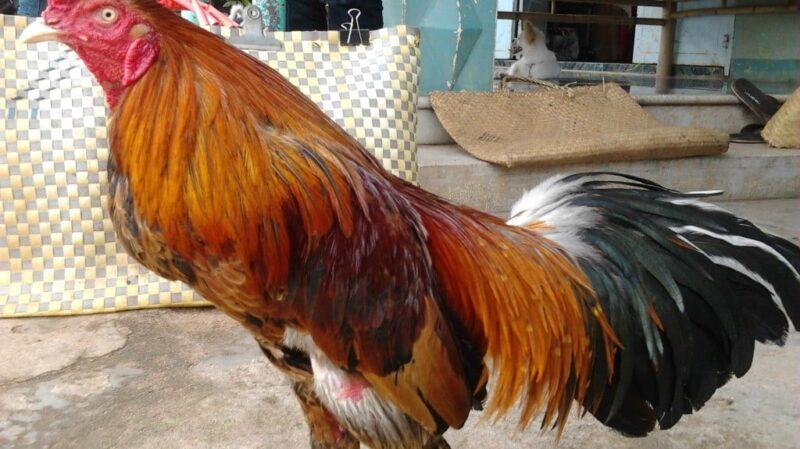 Lịch trình chăm sóc cả ngày trước khi đi đá