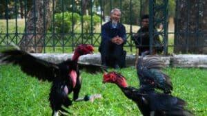 cách tập lực cho gà chọi