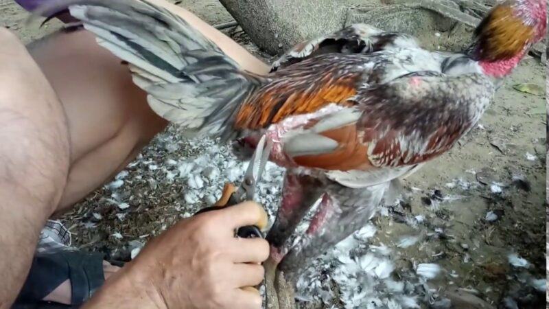 Thời điểm nào chiến kê nên được cắt tai?