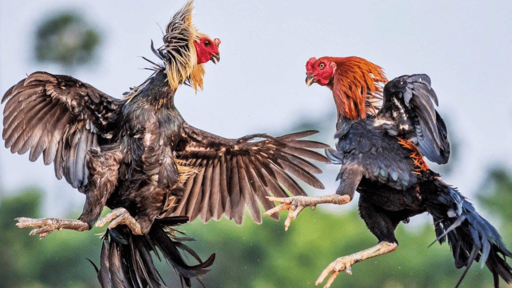 Điều quan trọng nhất khi chăm sóc gà chọi trước khi đá