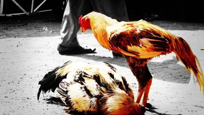 Thuốc tăng bo nên dùng cho những trận đấu có thời gian chuẩn bị ngắn