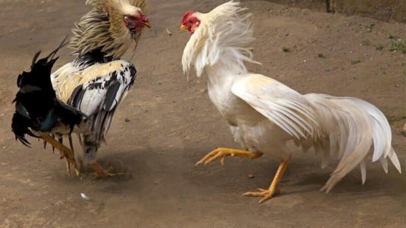 Thời gian cho gà đá sung ăn cần thiết lập ra sao?