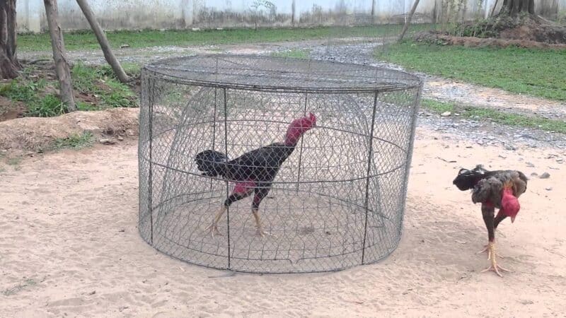 Các giai đoạn tập lực cho gà chọi