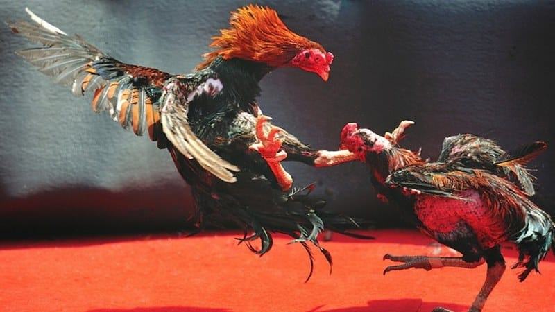 Web cá cược trực tuyến uy tín tường thuật trực tiếp nhiều trận đá gà