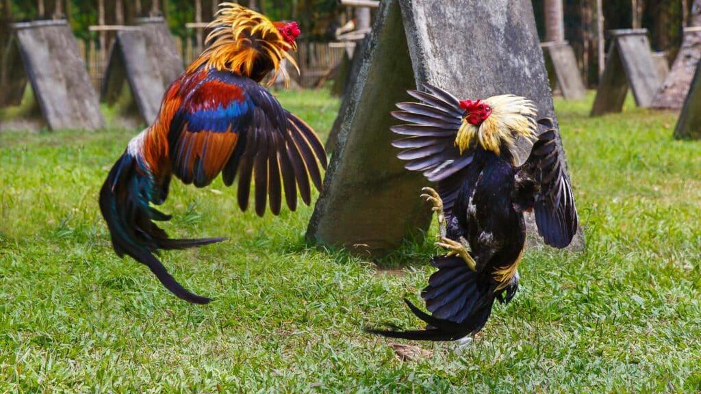 Luyện tập là không thể thiếu trong quá trình giúp gà máu chiến hơn