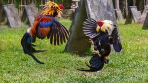 Luyện tập là không thể thiếu trong quá trình giúp gà máu chiến hơn