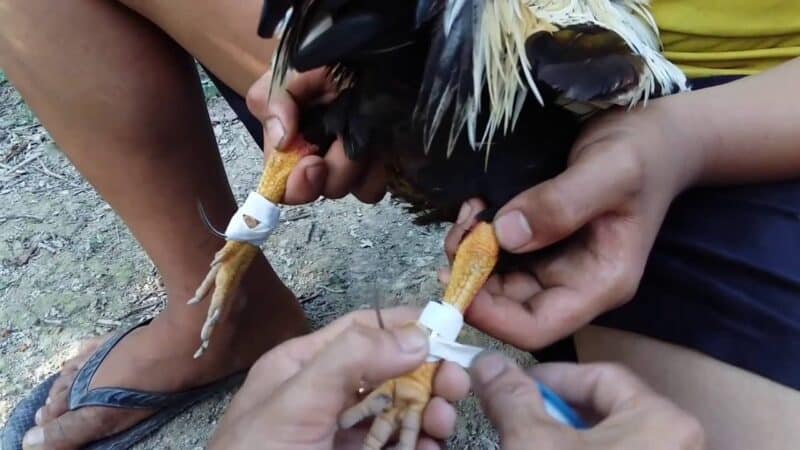 Đá gà cựa dao vô cùng phổ biến trên các trận đá gà lớn hiện nay