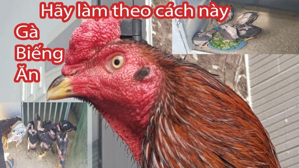 Cách chăm sóc gà bị biếng ăn dễ thực hiện không?