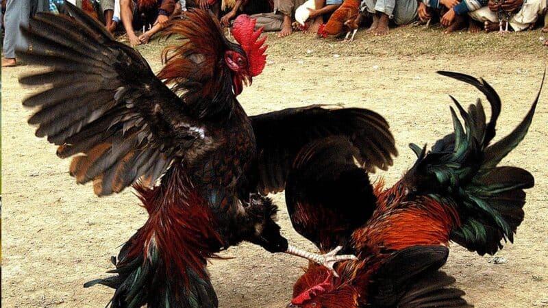 Hướng dẫn cách luyện tập cho gà đá sung