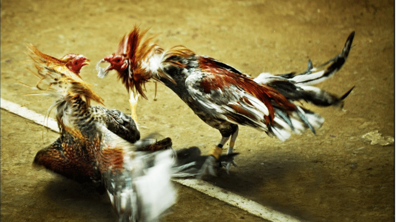 Nguồn thức ăn đóng vai trò chủ chốt cho sung mãn chiến kê